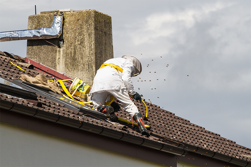 Bee Pest Control in Warrington Cheshire