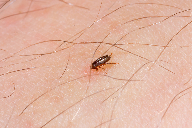 Flea Pest Control in Warrington Cheshire