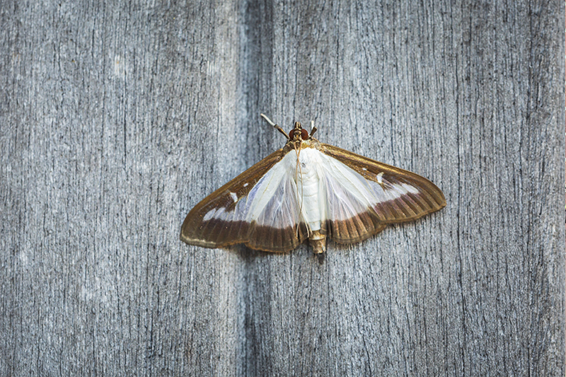 Moth Pest Control in Warrington Cheshire